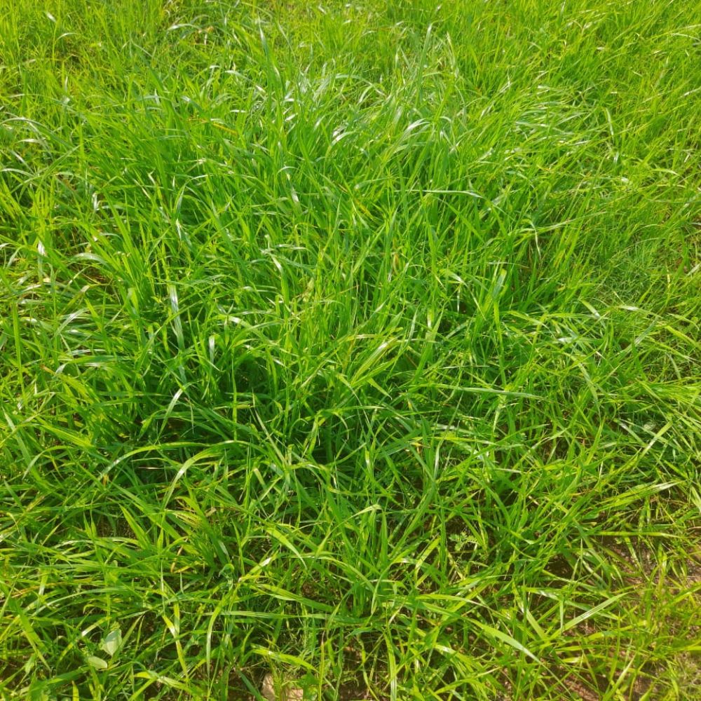 Selection No. 1 Grass Seeds for Carpet Home Garden (50g) - Image 4