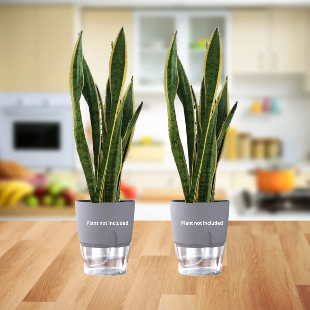 OrganicBazar Self Watering Pot Clear Plastic Decorative Garden Planters (Pack of 2) Without Plant - Image 7