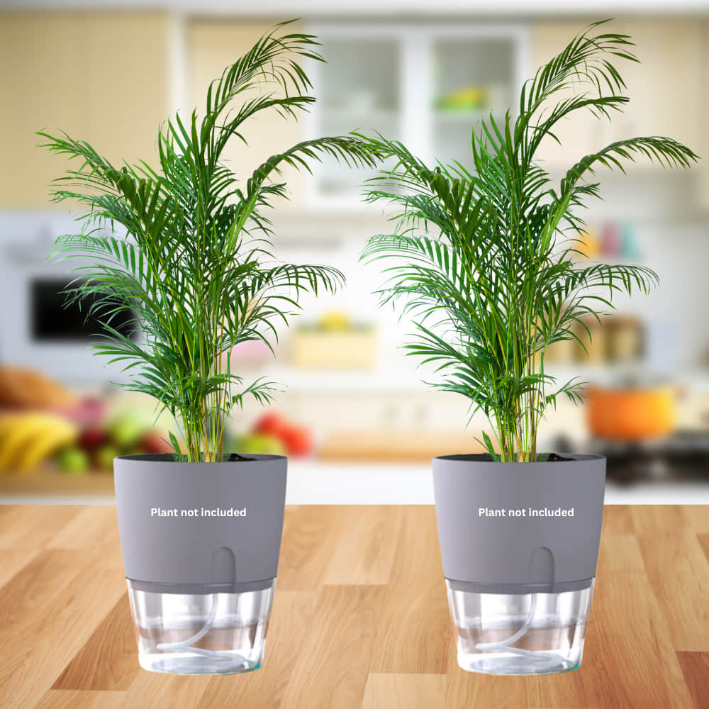 OrganicBazar Self Watering Pot Clear Plastic Decorative Garden Planters (Pack of 2) Without Plant - Image 9