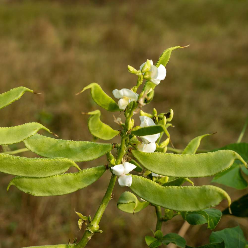 Sem Phali/ Dolichos Beans (Barahmasi) Seeds - 20 Seeds (सेम फली के बीज) Easy To grow, High Germination, High Yield Seeds for Home Gardening
