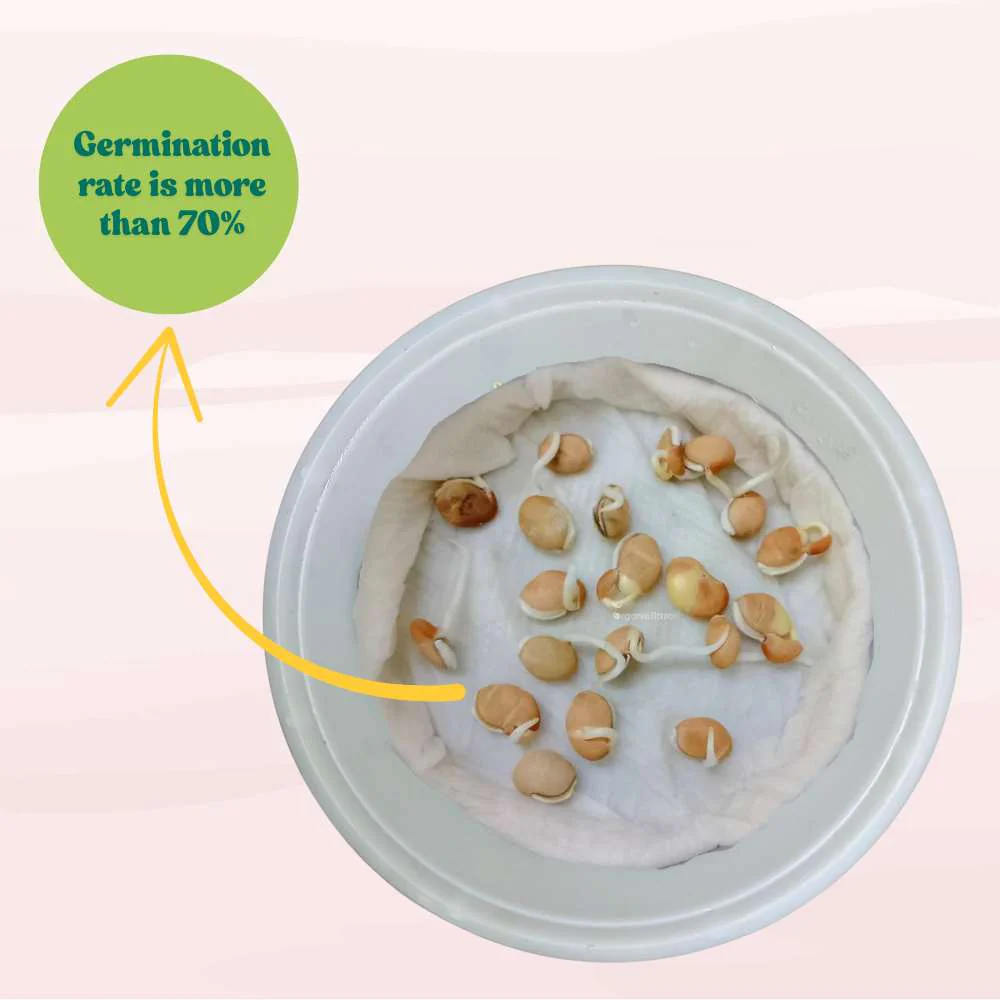 Sem Phali/ Dolichos Beans (Barahmasi) Seeds - 20 Seeds (सेम फली के बीज) Easy To grow, High Germination, High Yield Seeds for Home Gardening - Image 3