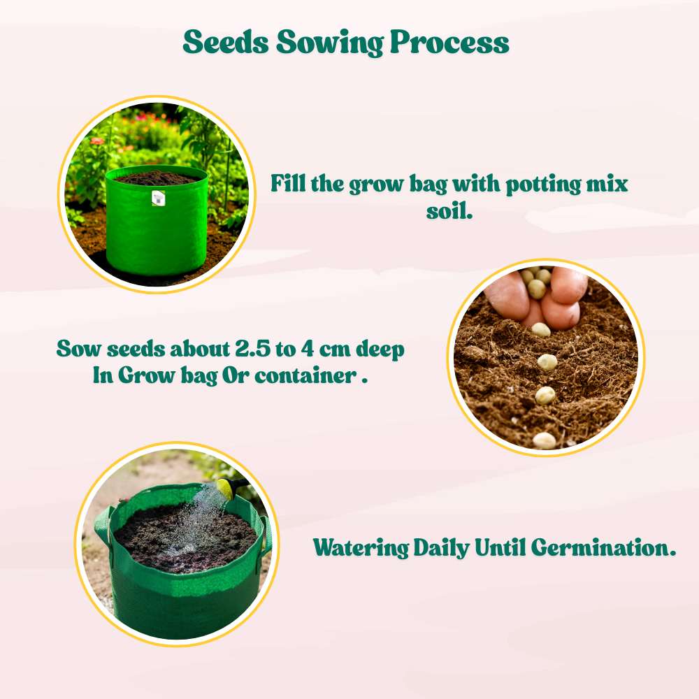 Sem Phali / Dolichos Beans Pole Type Seeds - 20 Seeds (सेम फली के बीज) Easy To grow, High Germination, High Yield Seeds for Home Gardening - Image 4