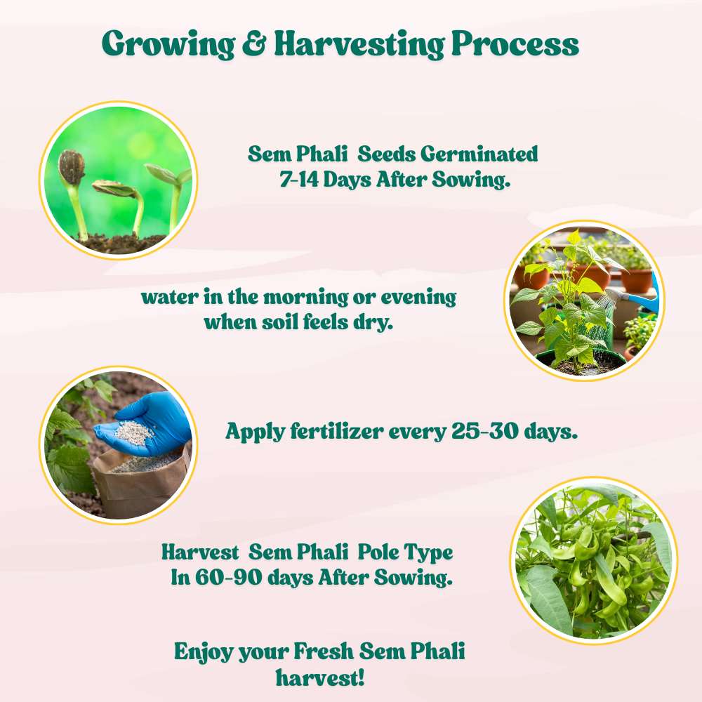 Sem Phali / Dolichos Beans Pole Type Seeds - 20 Seeds (सेम फली के बीज) Easy To grow, High Germination, High Yield Seeds for Home Gardening - Image 5