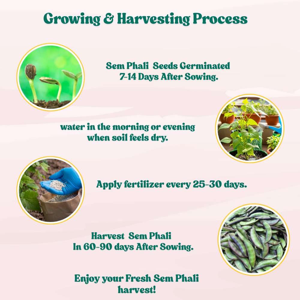 Sem Phali/Lima Beans Seeds Bush Type - 20 Seeds (सेम फली के बीज) Easy To grow, High Germination, High Yield Seeds for Home Gardening - Image 5