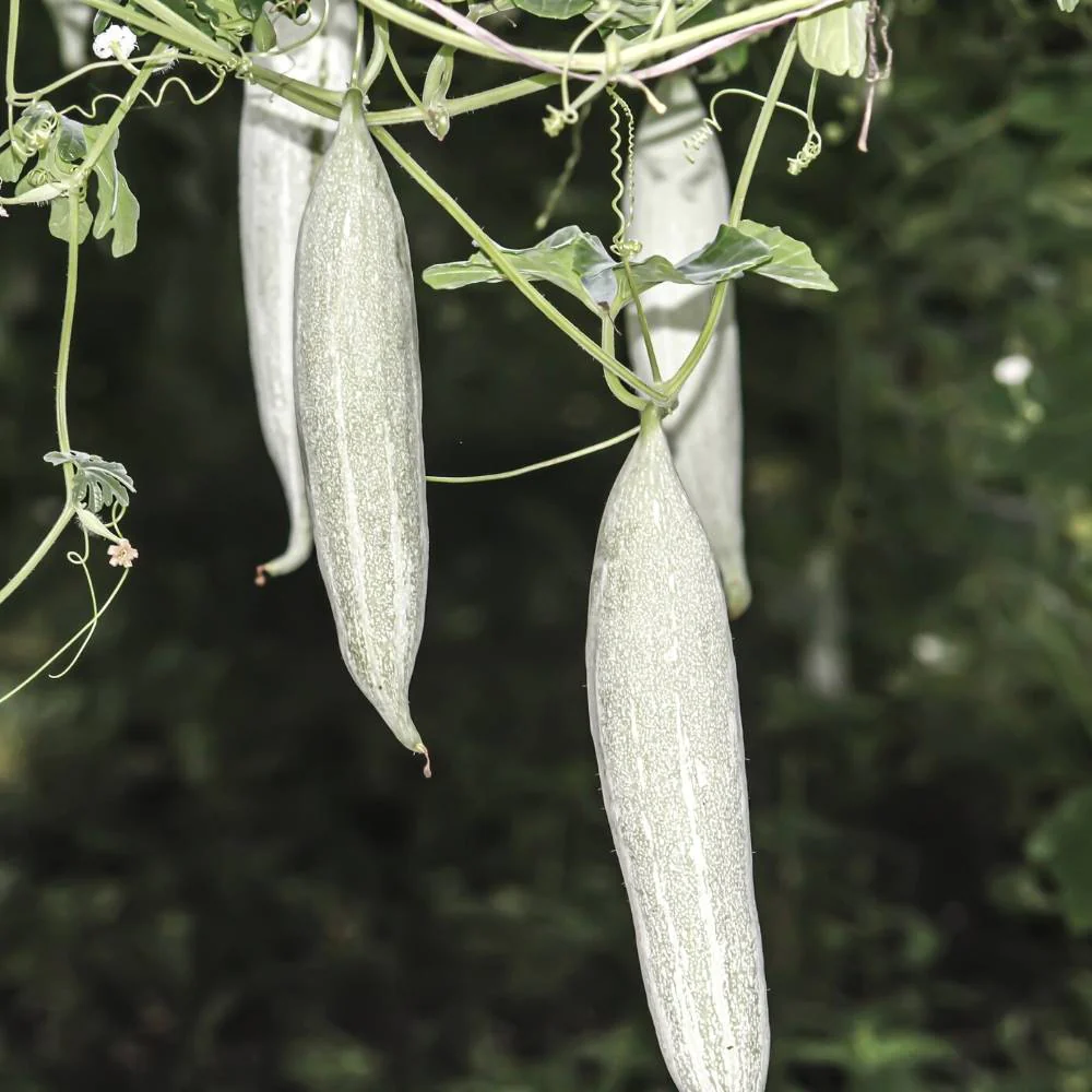 Snake Gourd (Chichinda) Dwarf White Short Seeds - 10 Seeds (चिचिंडा के बीज) - Image 2