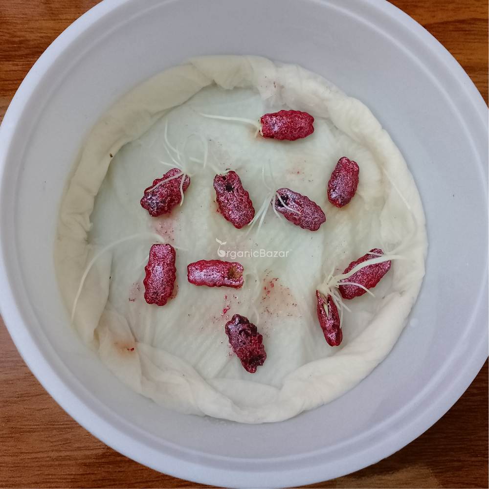 Snake Gourd (Chichinda) Dwarf White Short Seeds - 10 Seeds (चिचिंडा के बीज) - Image 4