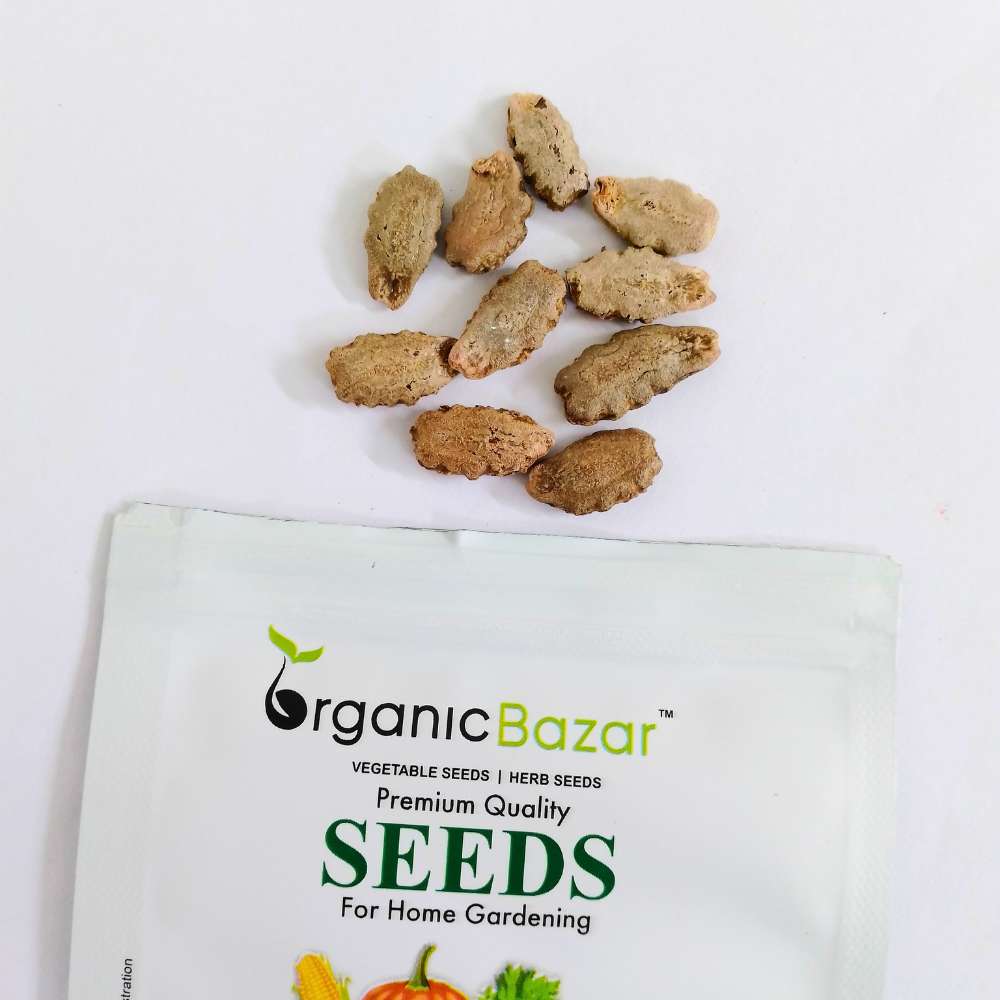 Snake Gourd Extra long Seeds - 10 Seeds (Chichinda/चिचिंडा के बीज) Easy To grow, High Germination, High Yield Snake Gourd Seeds for Terrace Gardening - Image 3