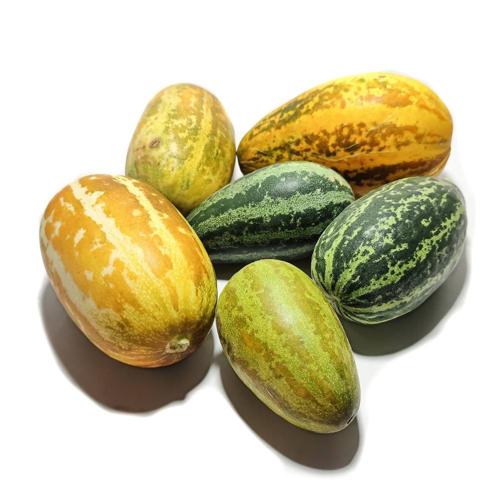 Sambar Cucumber Seeds - 15 Seeds (Phoot kakdi/सांबर कुकुम्बर के बीज) High Germination, Easy to Grow Seeds For Terrace Gardening - Image 2