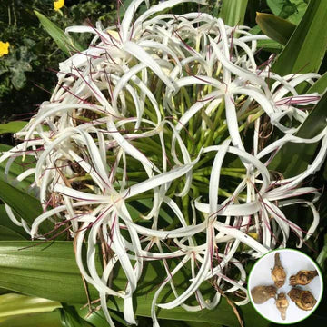 Spider Lily White Flower Bulbs - Image 2