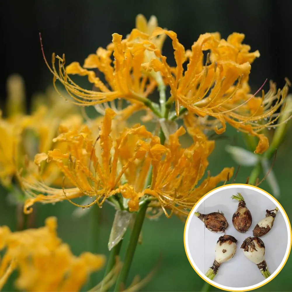 Spider Lily (Lycoris Aurea) Yellow Flower Bulbs (05N) - Image 2