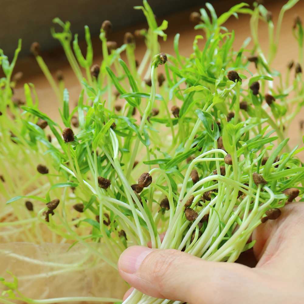 Spinach Microgreen Seeds (25g) High Germination, Grow Healthy Greens at Home - Image 3