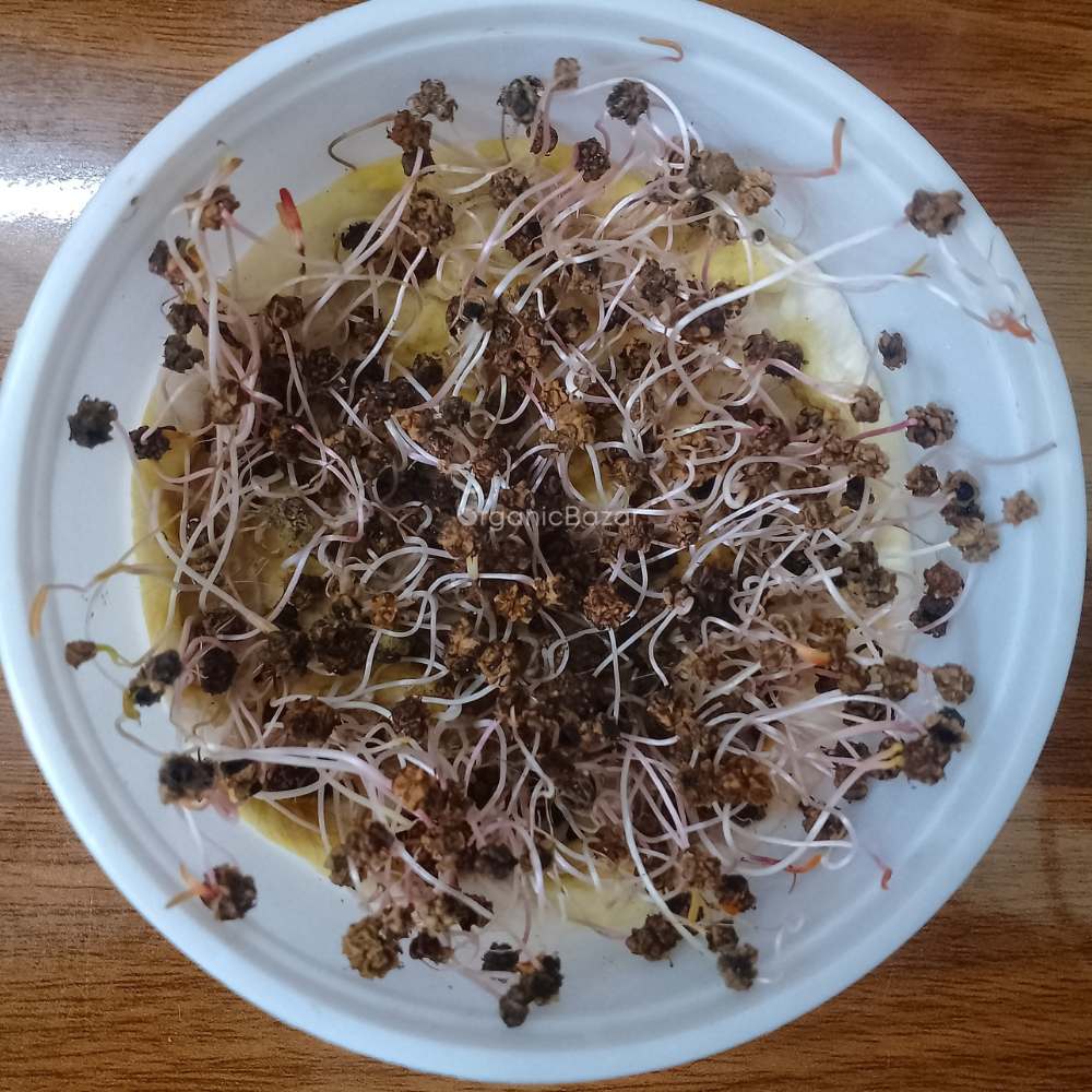 Spinach Microgreen Seeds (25g) High Germination, Grow Healthy Greens at Home - Image 4