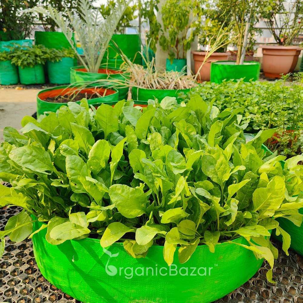 Spinach (Palak) Seeds (750 Seeds) (पालक के बीज) Easy to Grow Leafy Greens - Image 2