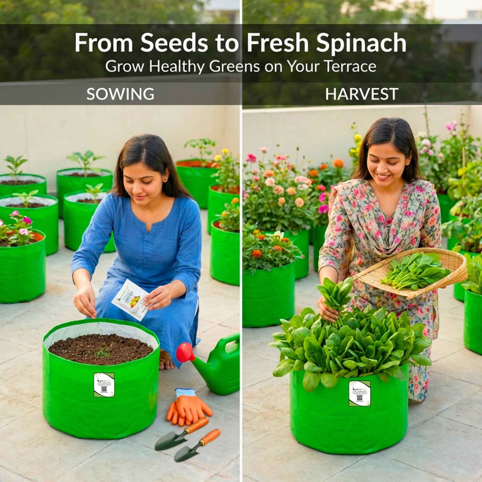 Spinach (Palak) Seeds (750 Seeds) (पालक के बीज) Easy to Grow Leafy Greens - Image 3