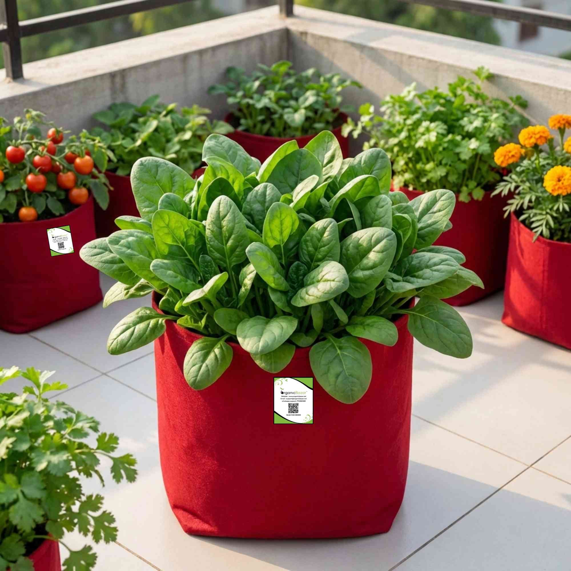 Spinach (Palak) Seeds (750 Seeds) (पालक के बीज) Easy to Grow Leafy Greens - Image 4