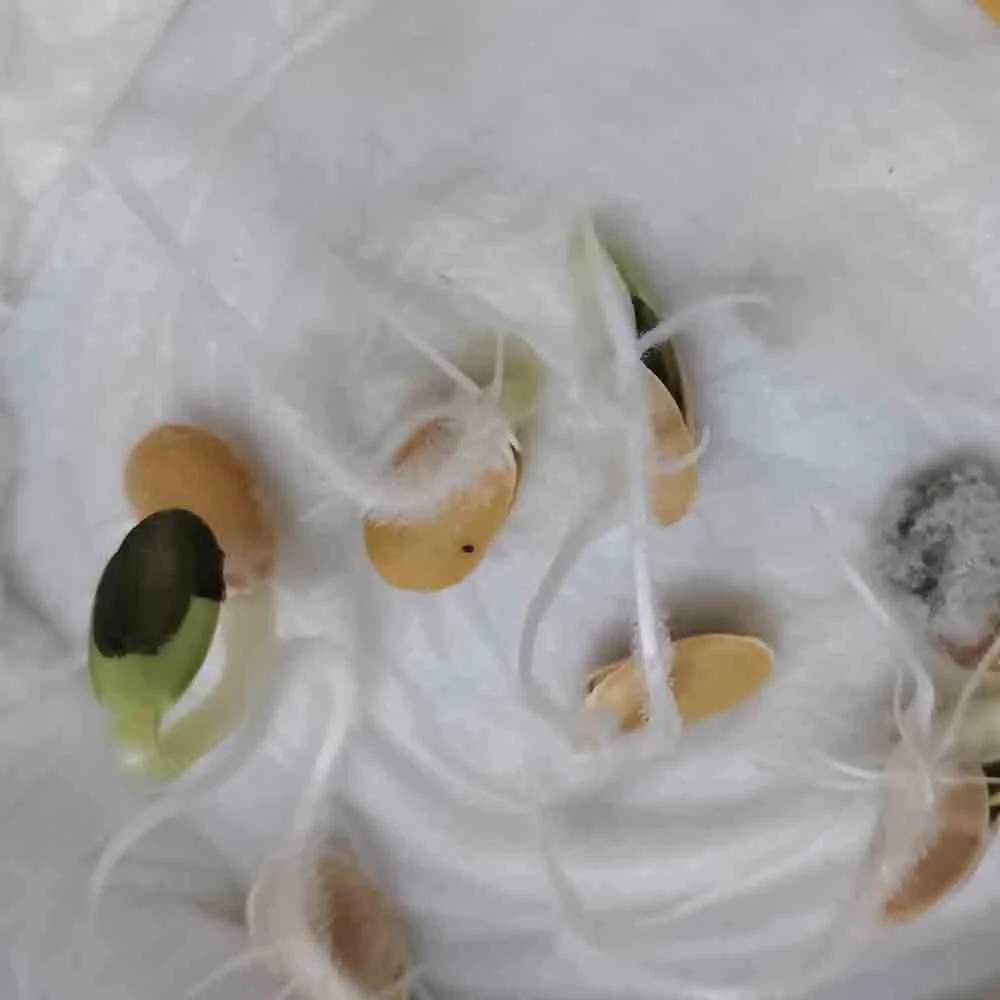 Sponge gourd F1 White Long Seeds (Luffa/Gilki/गिलकी के बीज) - Image 3