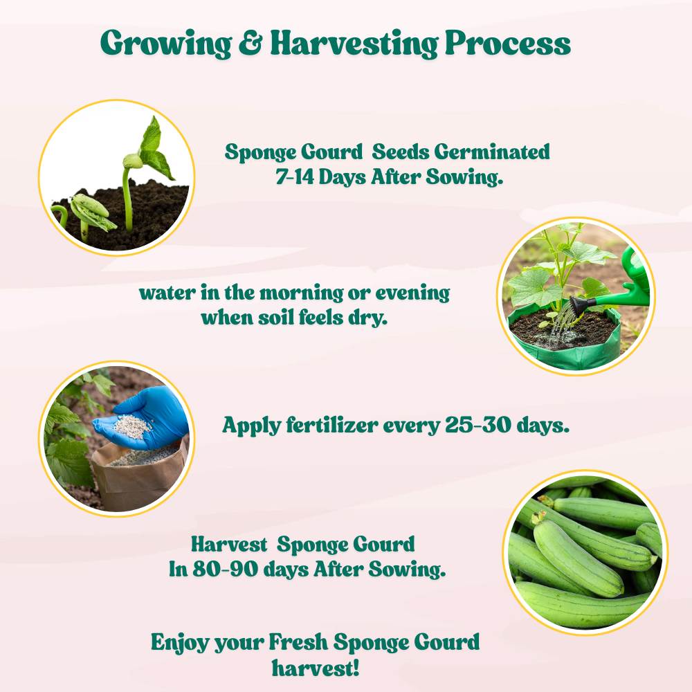 Sponge Gourd Light Green Seeds - 12 Seeds (Luffa/Gilki/गिलकी के बीज) Easy To grow, High Germination, High Yield Seeds for Home Gardening - Image 5