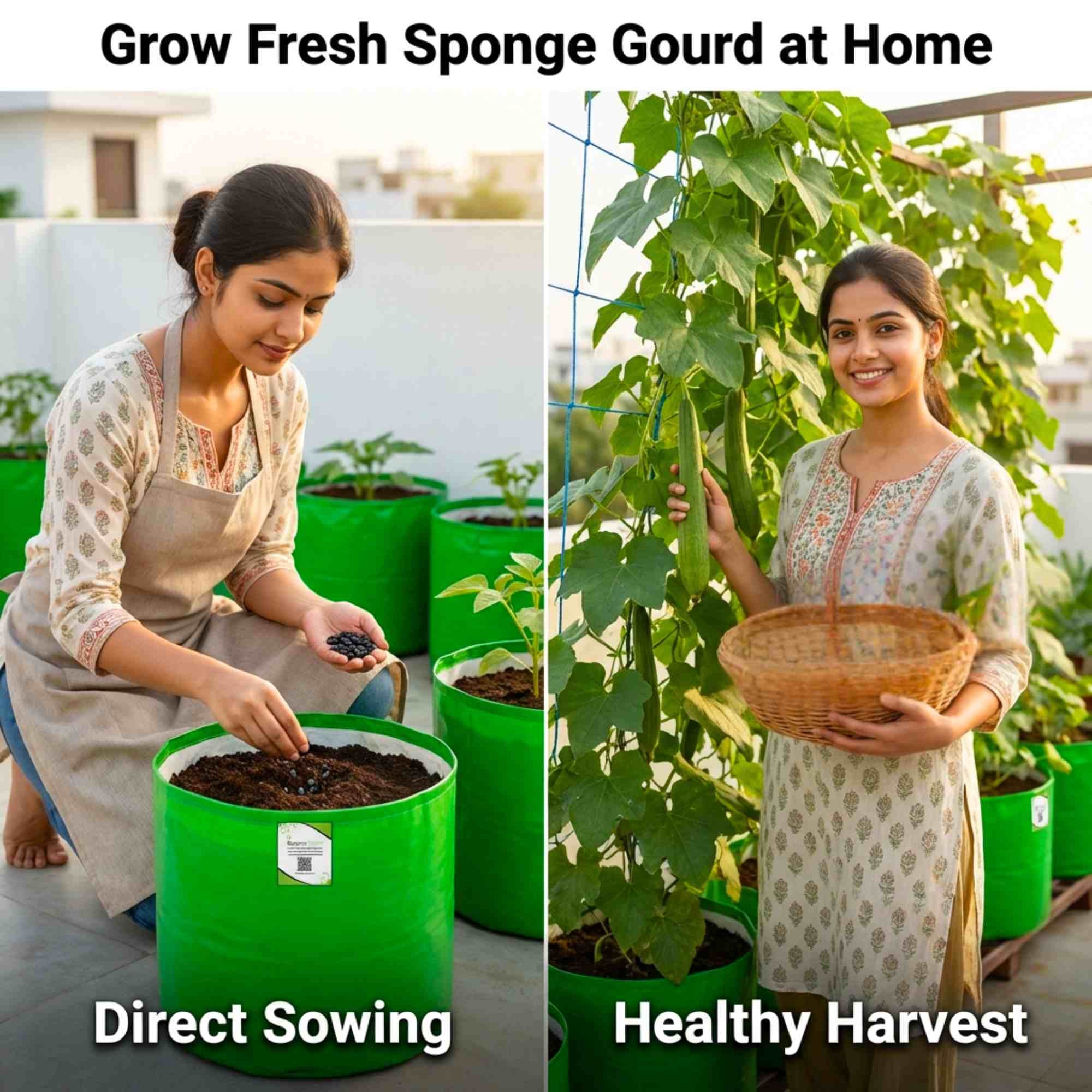 Sponge Gourd (luffa or gilki) Seeds - 12 Seeds (गिलकी के बीज) Easy To grow, High Germination, High Yield Seeds for Home Gardening - Image 2