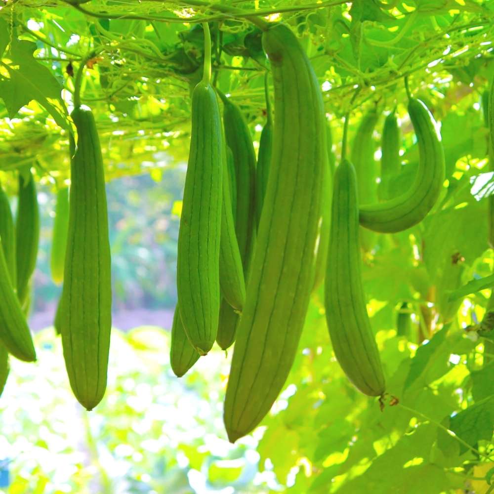 Sponge Gourd (luffa or gilki) Seeds - 12 Seeds (गिलकी के बीज) Easy To grow, High Germination, High Yield Seeds for Home Gardening - Image 4