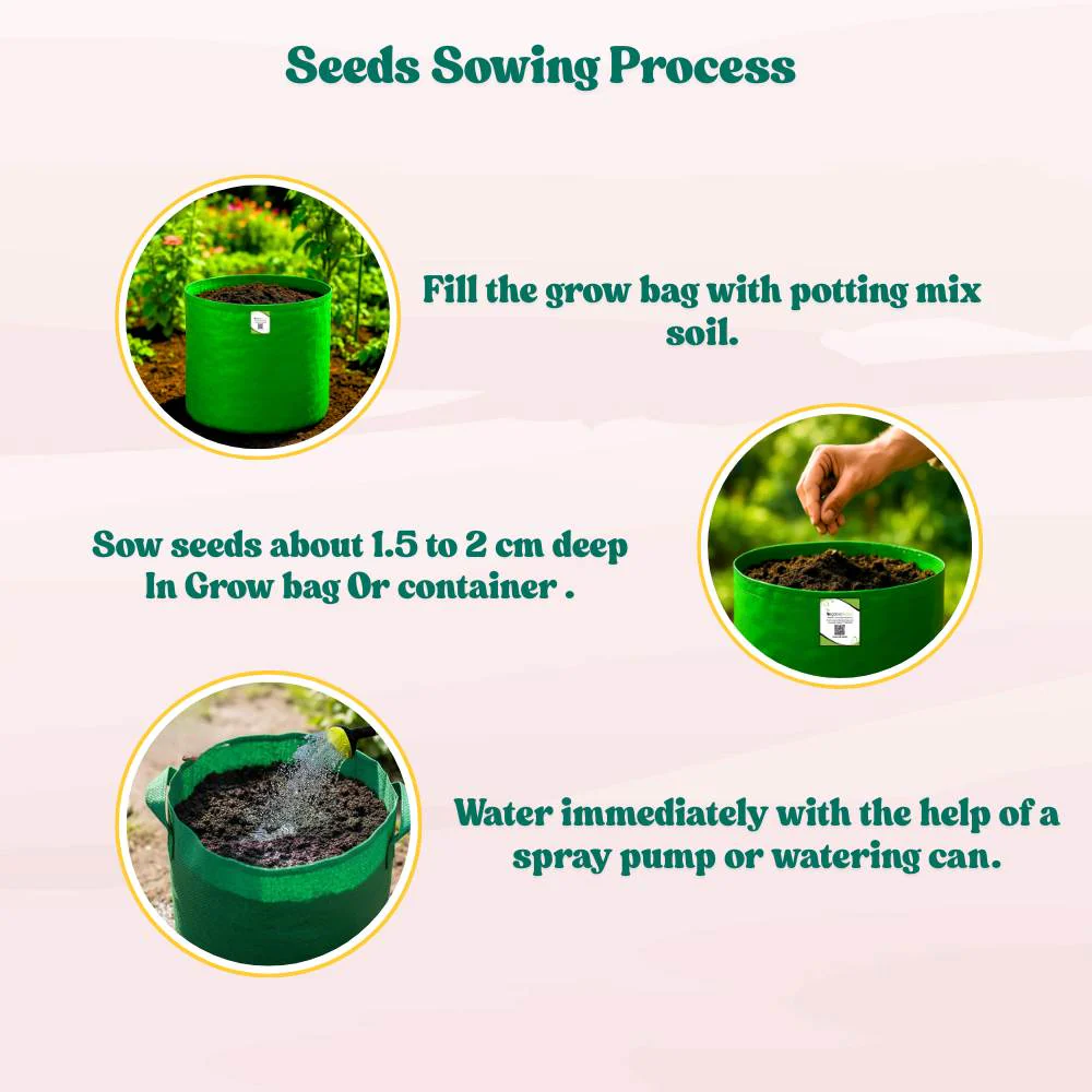 Sponge Gourd (luffa or gilki) Seeds - 12 Seeds (गिलकी के बीज) Easy To grow, High Germination, High Yield Seeds for Home Gardening - Image 7