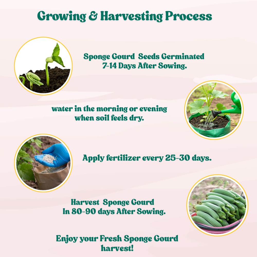 Sponge Gourd (luffa or gilki) Seeds - 12 Seeds (गिलकी के बीज) Easy To grow, High Germination, High Yield Seeds for Home Gardening - Image 8