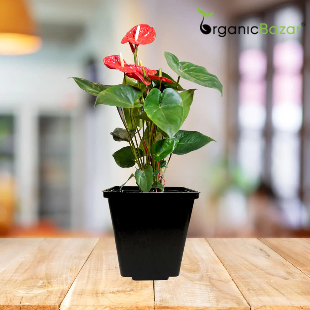 Square Nursery Pots for Seedlings (Black) - Image 6