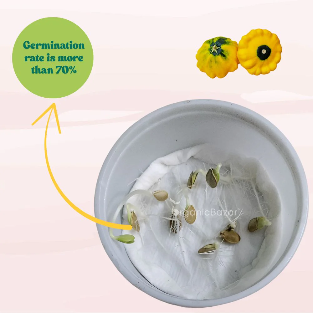 Squash Patty Pan Seeds - 10 Seeds (पैटीपैन स्क्वैश के बीज) Easy To grow, High Germination, High Yield Seeds for Home Gardening - Image 6