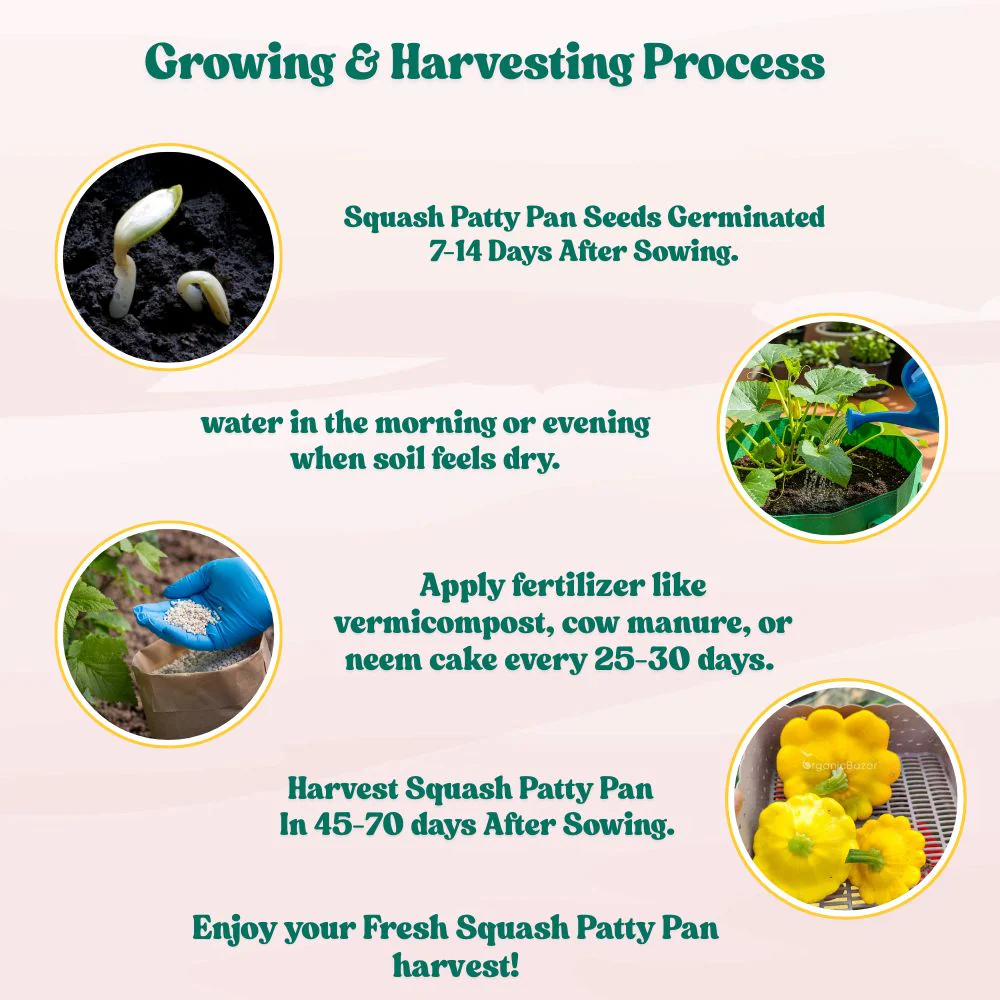 Squash Patty Pan Seeds - 10 Seeds (पैटीपैन स्क्वैश के बीज) Easy To grow, High Germination, High Yield Seeds for Home Gardening - Image 8