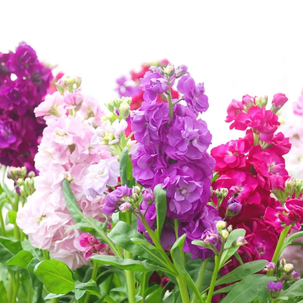 Stock Mixed Color Flower Seeds (100 Seeds) High Germination/ Easy To grow/ Perfect for pots, balconies, or Terrace gardens - Image 4