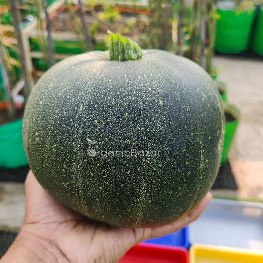 Summer Squash (Chappan Kaddu) Dark Green (15 Seeds) Easy To grow, High Germination, High Yield Seeds for Home Gardening - Image 3