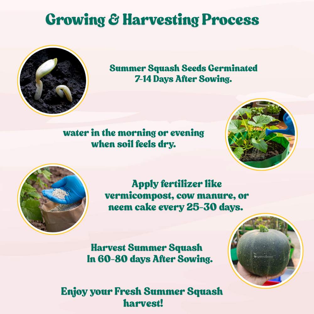 Summer Squash (Chappan Kaddu) Dark Green (15 Seeds) Easy To grow, High Germination, High Yield Seeds for Home Gardening - Image 7