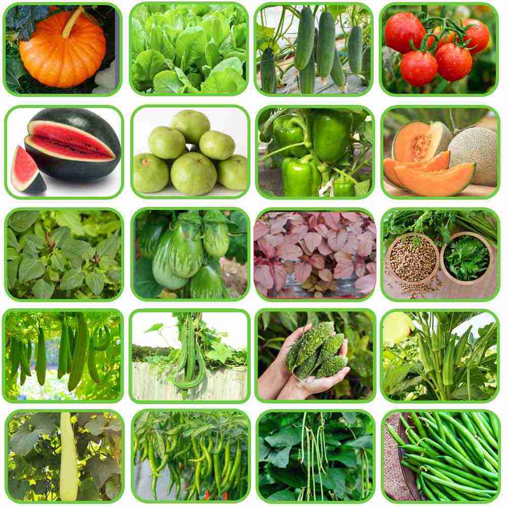 Summer Vegetable Seeds Kit (20 in 1) - Image 3