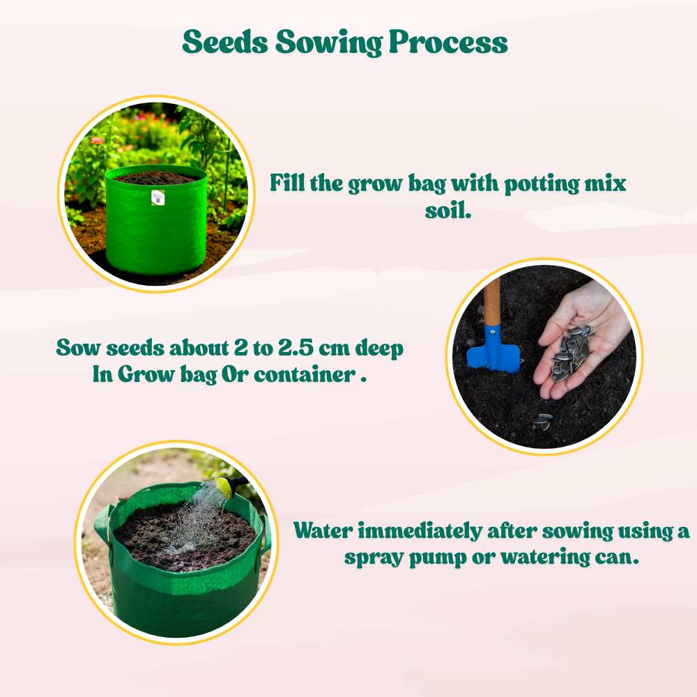 Sunflower Double Flowered Seeds Orange - 20 Seeds (Surajmukhi/सूरजमुखी के बीज) High Germination/ Easy To grow/ Perfect For Terrace gardening - Image 5