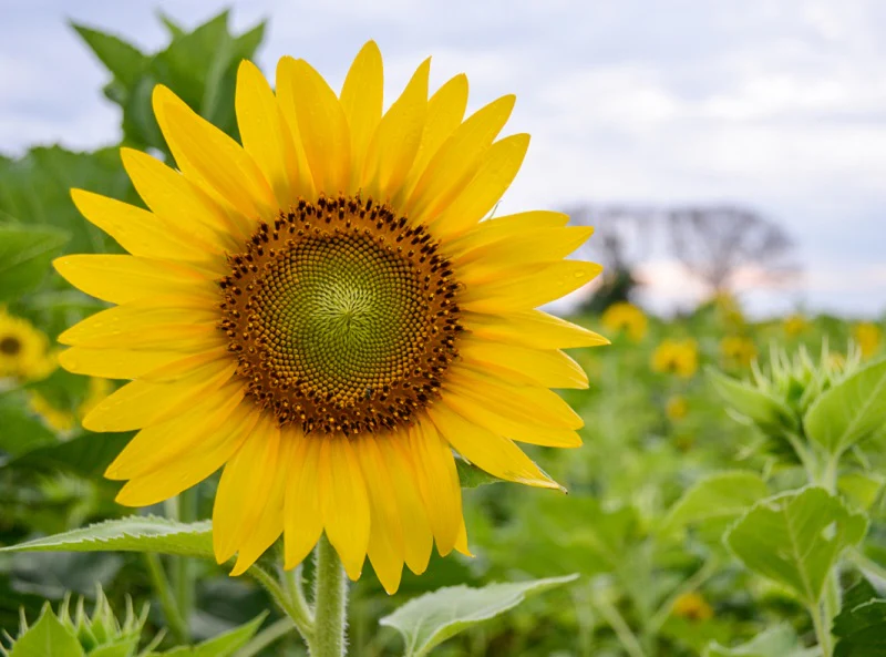 Sunflower Tall Yellow Seeds - 20 Seeds (Surajmukhi/सूरजमुखी के बीज) High Germination/ Easy To grow/ Perfect For Terrace gardening - Image 4