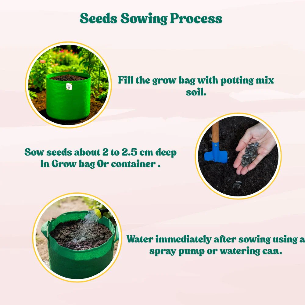 Sunflower Tall Yellow Seeds - 20 Seeds (Surajmukhi/सूरजमुखी के बीज) High Germination/ Easy To grow/ Perfect For Terrace gardening - Image 7