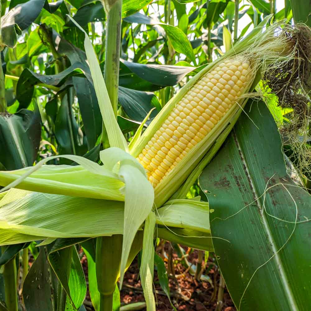 Sweet Corn (Makka) Seeds - 50 Seeds (मक्का के बीज) High Germination, Easy to Grow, Premium Quality Sweet Corn Seeds for Kitchen Gardening - Image 4