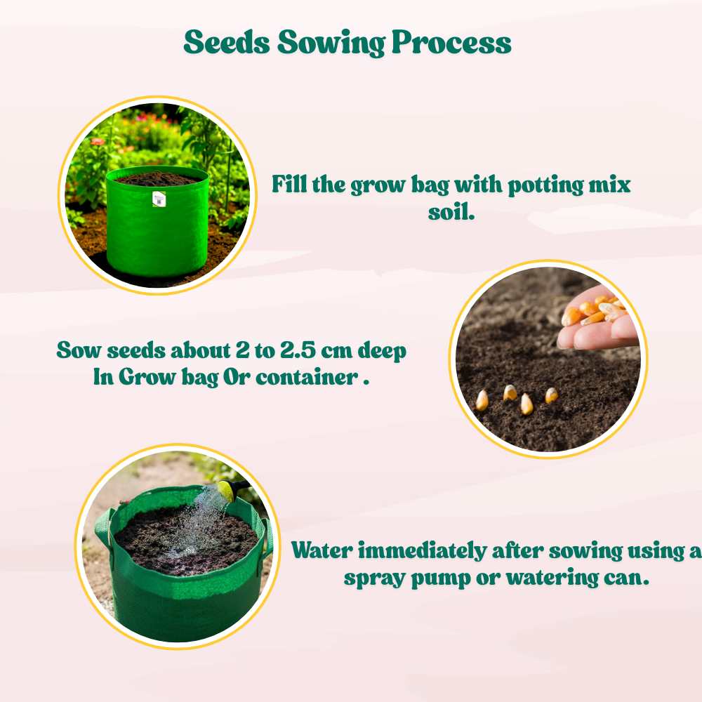 Sweet Corn (Makka) Seeds - 50 Seeds (मक्का के बीज) High Germination, Easy to Grow, Premium Quality Sweet Corn Seeds for Kitchen Gardening - Image 9