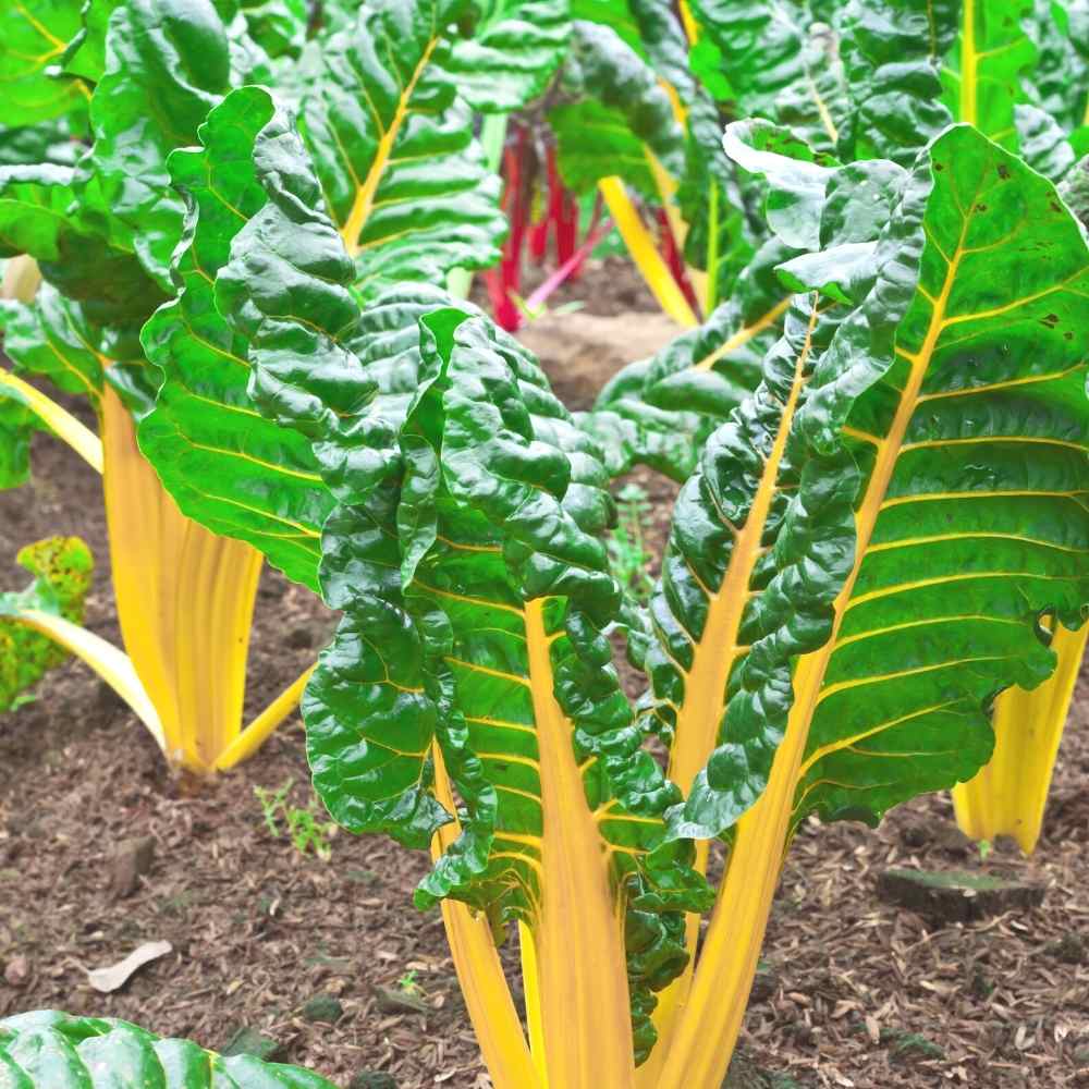 Swiss Chard Yellow Seeds (स्विस चार्ड के बीज) High Germination, Easy To Grow, Leafy Vegetable Seeds for Terrace Gardening - Image 2