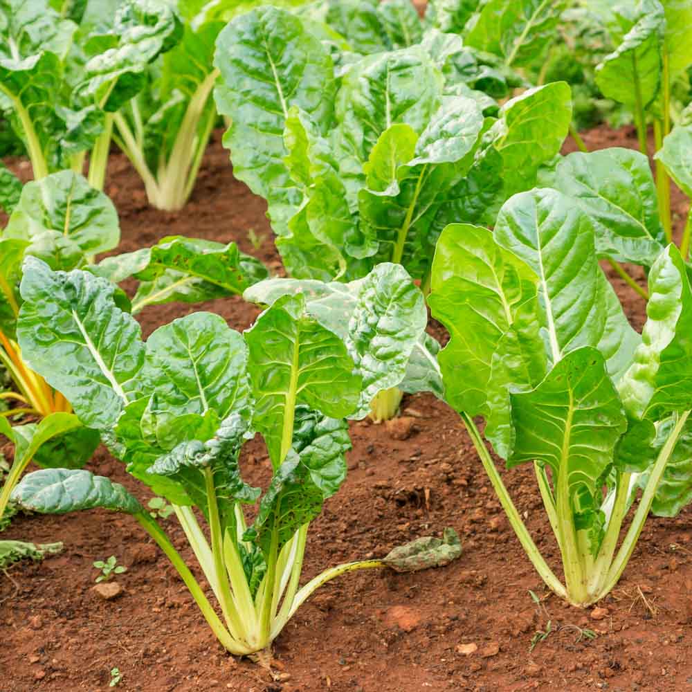Swiss Chard Seeds - 100 Seeds (स्विस चार्ड के बीज) - Image 2