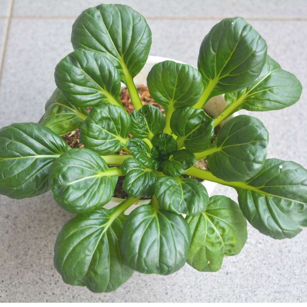 Tatsoi Green Seeds - 100 Seeds (तत्सोई ग्रीन के बीज) Fast Growing Leafy Vegetable - Image 2