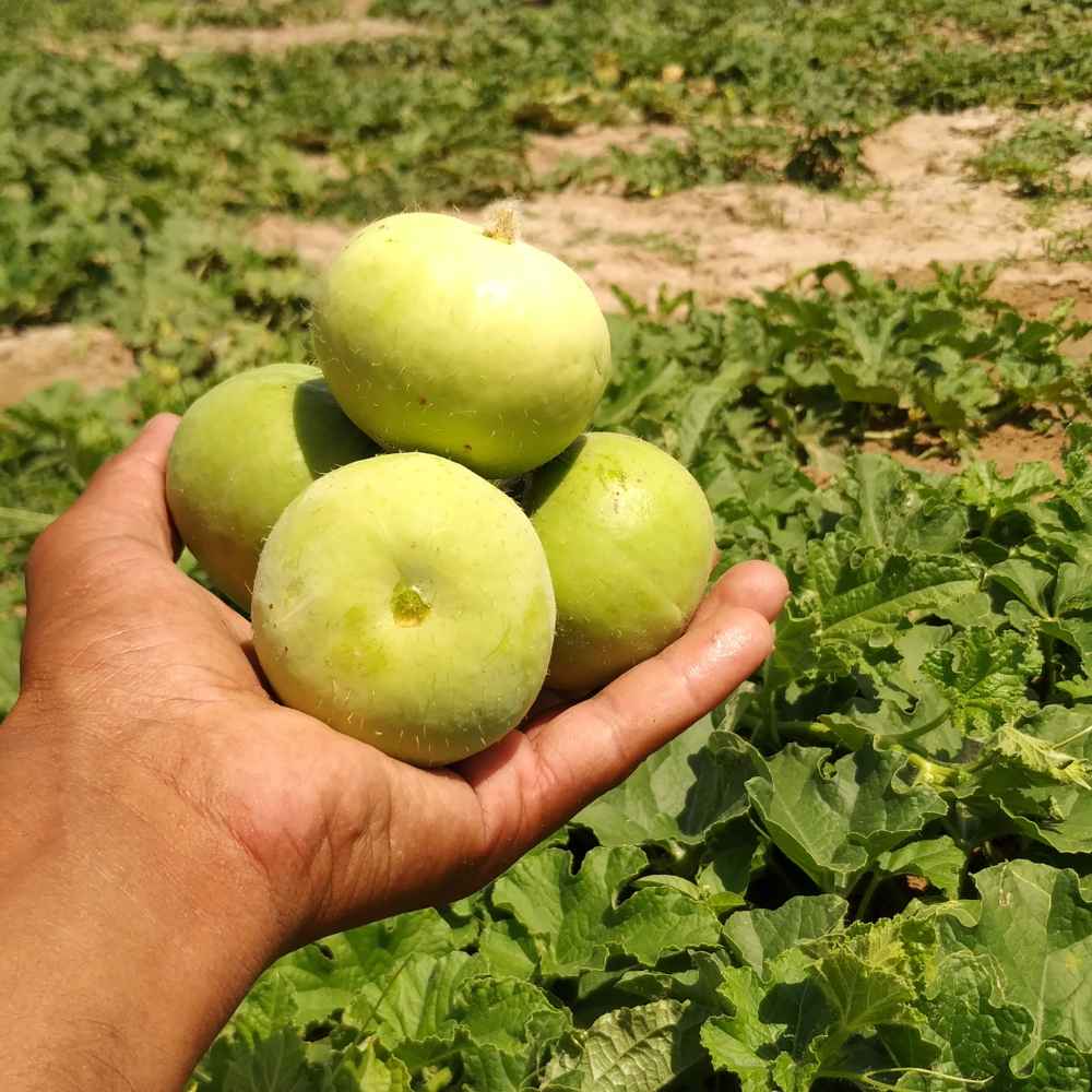 Tinda (Apple gourds) Seeds - 30 Seeds (टिंडा के बीज) High Germination/ Easy to Grow/ Ideal for Terrace/Kitchen Gardening 98 reviews - Image 2