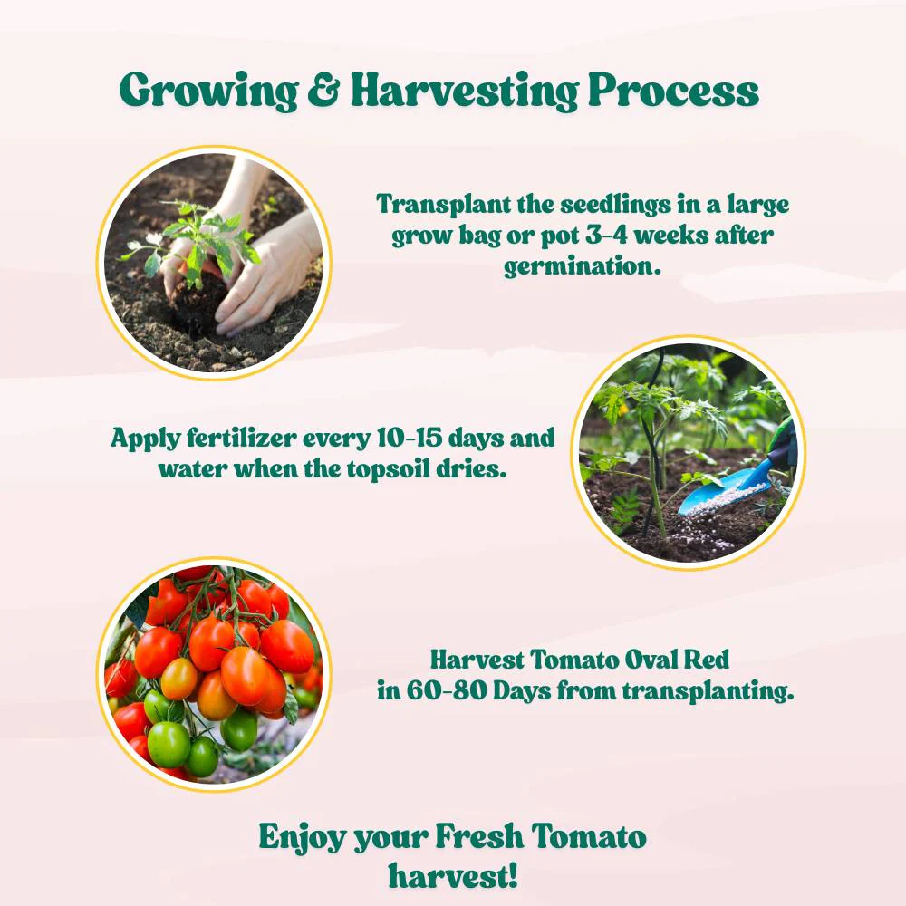 Tomato Oval Red Seeds - 50 Seeds (Tamatar/टमाटर के बीज) High Germination/ Easy to Grow/ Ideal for Terrace/Kitchen Gardening - Image 6
