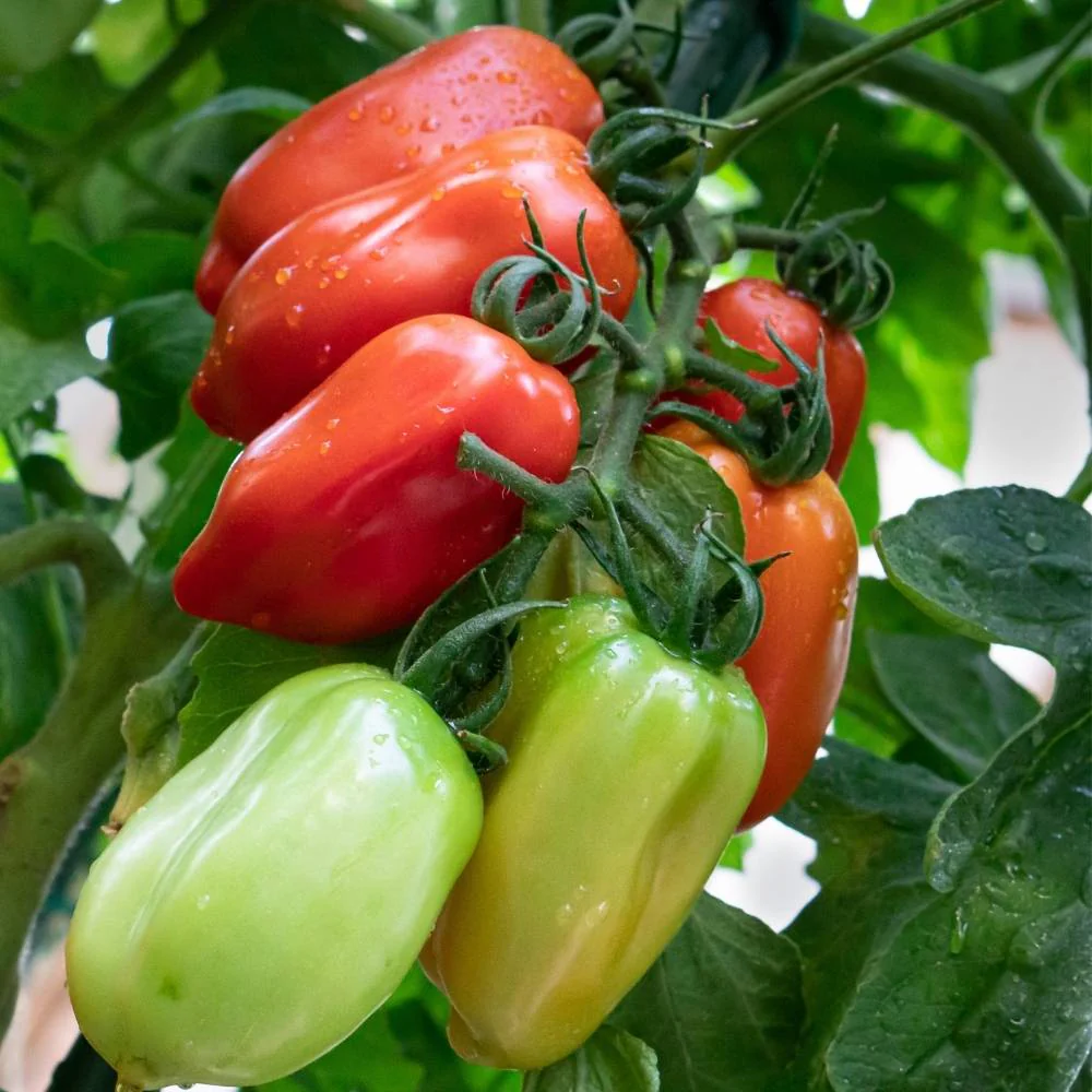 Tomato San Marzano Seeds - 50 Seeds (Tamatar/टमाटर के बीज) High Germination/ Easy to Grow/ Ideal for Terrace/Kitchen Gardening - Image 2