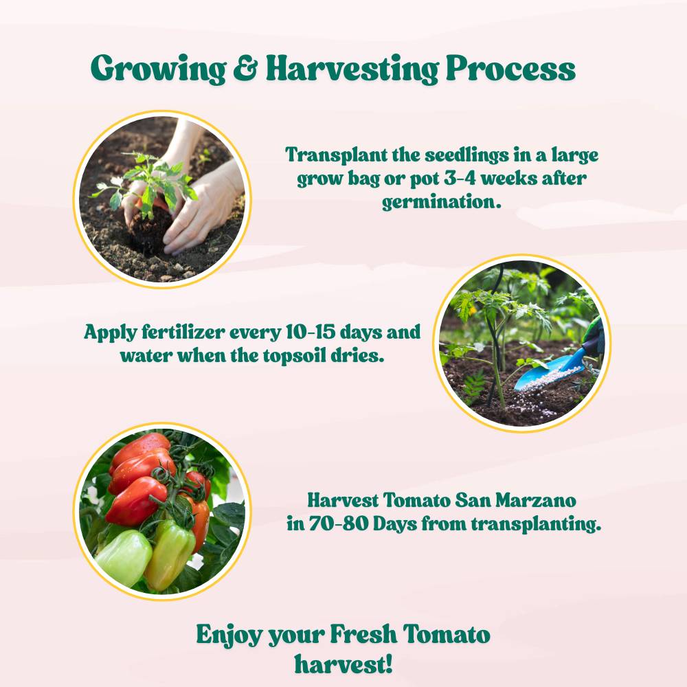 Tomato San Marzano Seeds - 50 Seeds (Tamatar/टमाटर के बीज) High Germination/ Easy to Grow/ Ideal for Terrace/Kitchen Gardening - Image 6