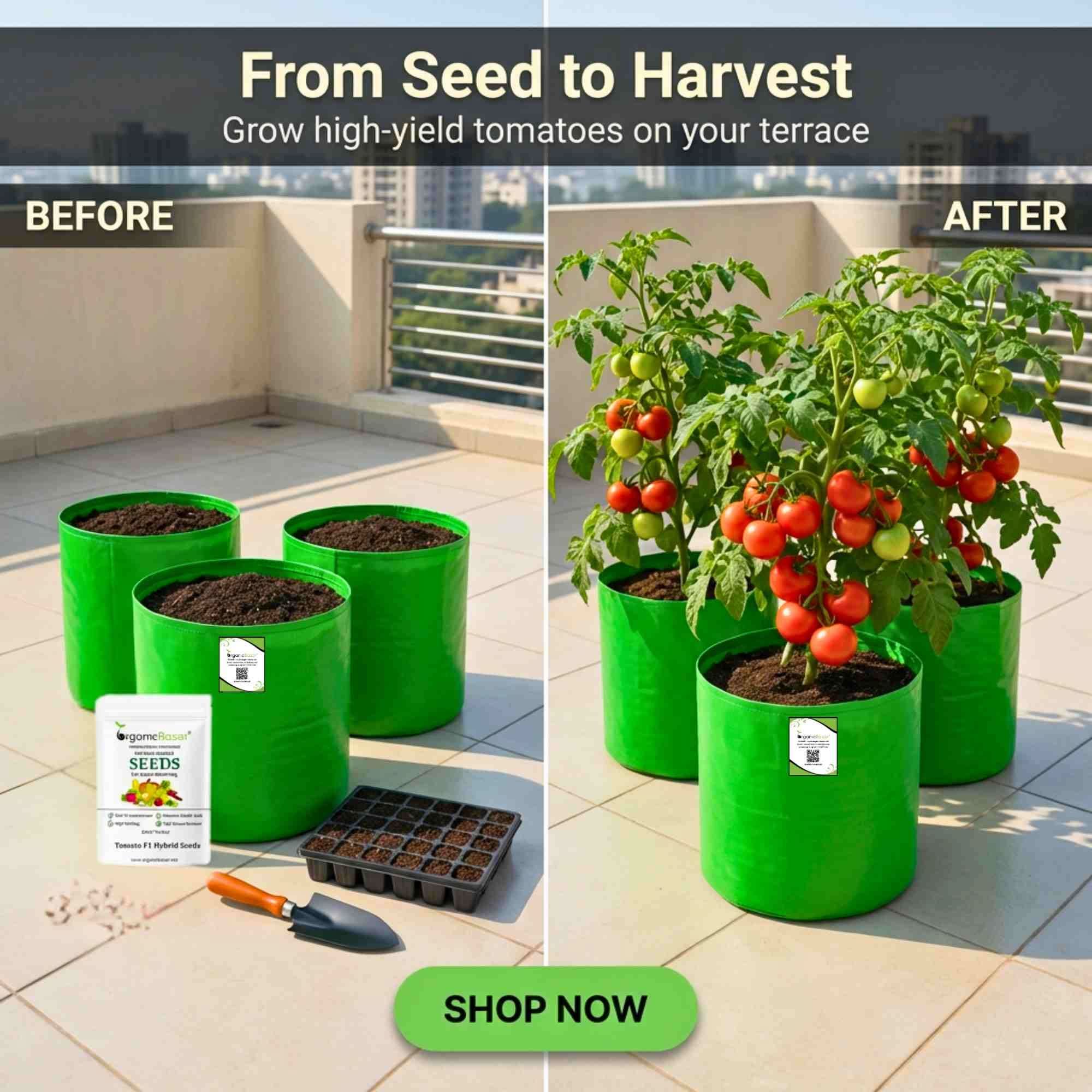 Tomato F1 Hybrid Seeds - 50 Seeds (Tamatar) (टमाटर के बीज) High Germination/ Easy to Grow/ Ideal for Terrace/Kitchen Gardening - Image 3