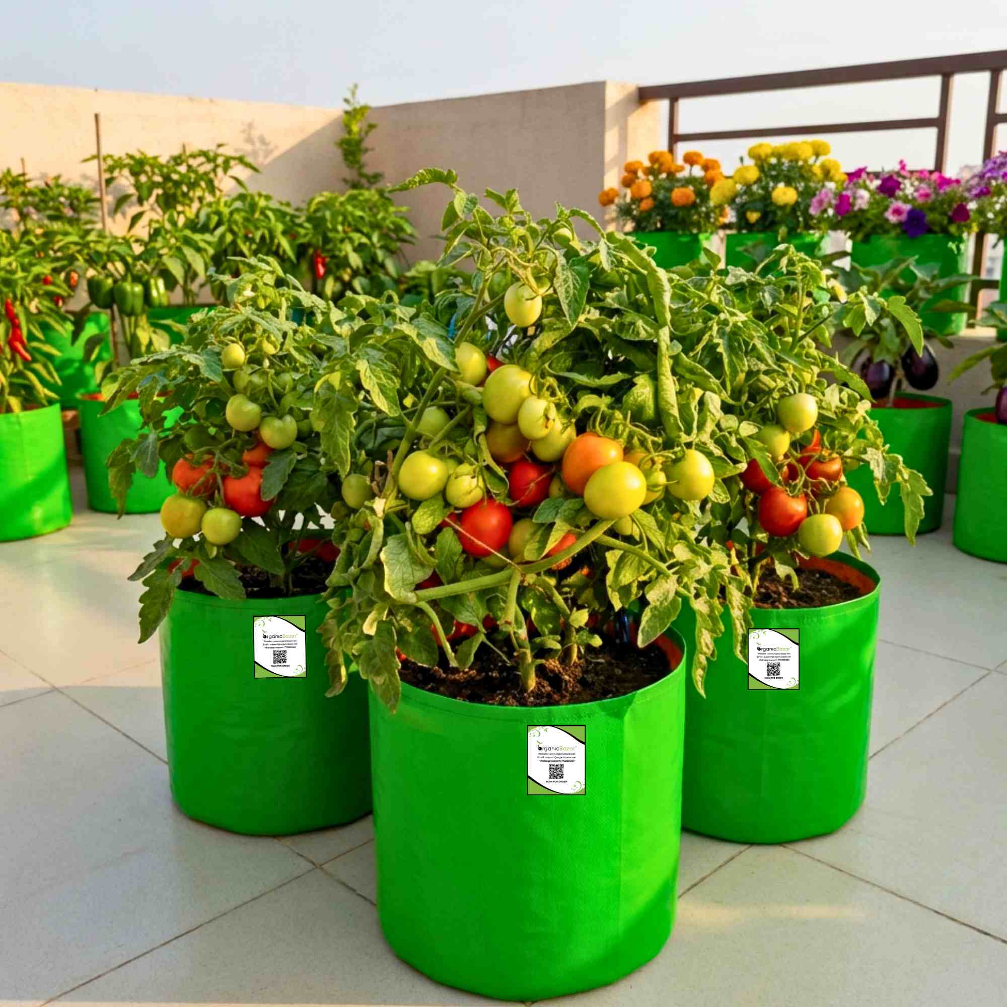 Tomato F1 Hybrid Seeds - 50 Seeds (Tamatar) (टमाटर के बीज) High Germination/ Easy to Grow/ Ideal for Terrace/Kitchen Gardening - Image 5