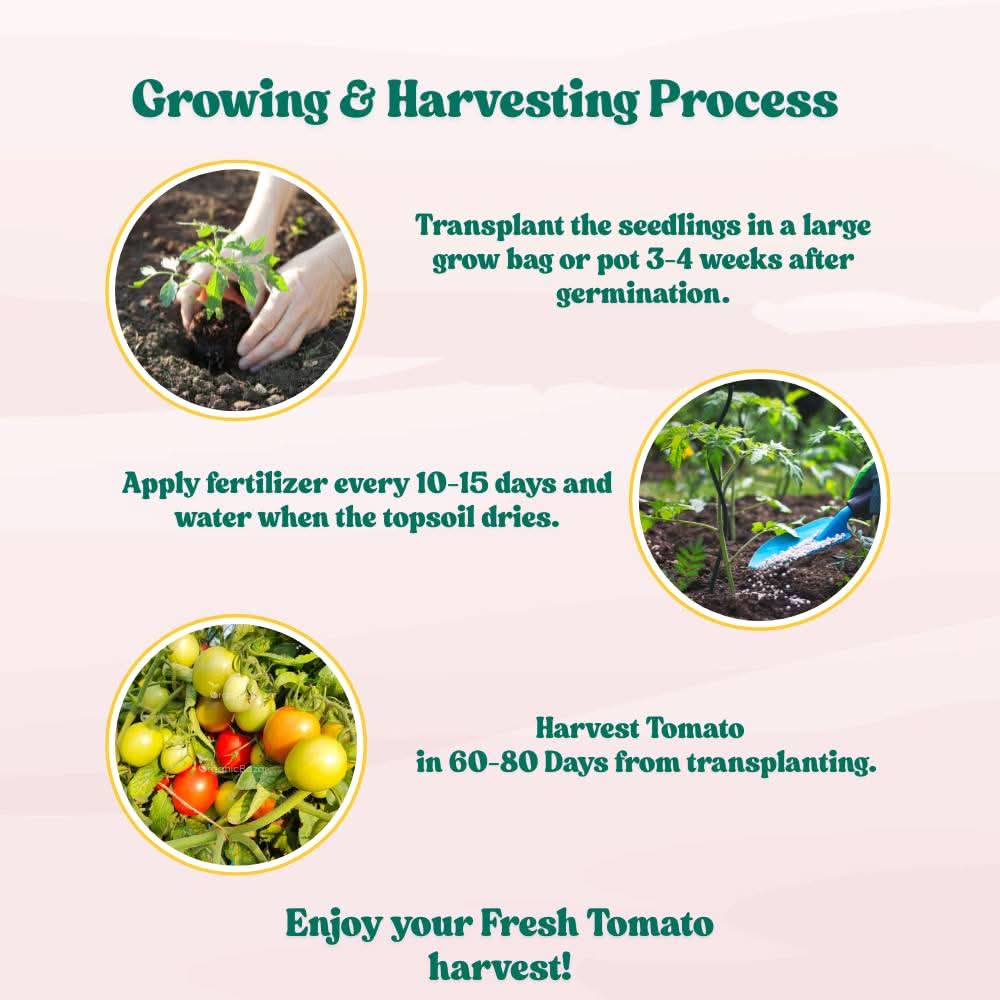 Tomato F1 Hybrid Seeds - 50 Seeds (Tamatar) (टमाटर के बीज) High Germination/ Easy to Grow/ Ideal for Terrace/Kitchen Gardening - Image 9