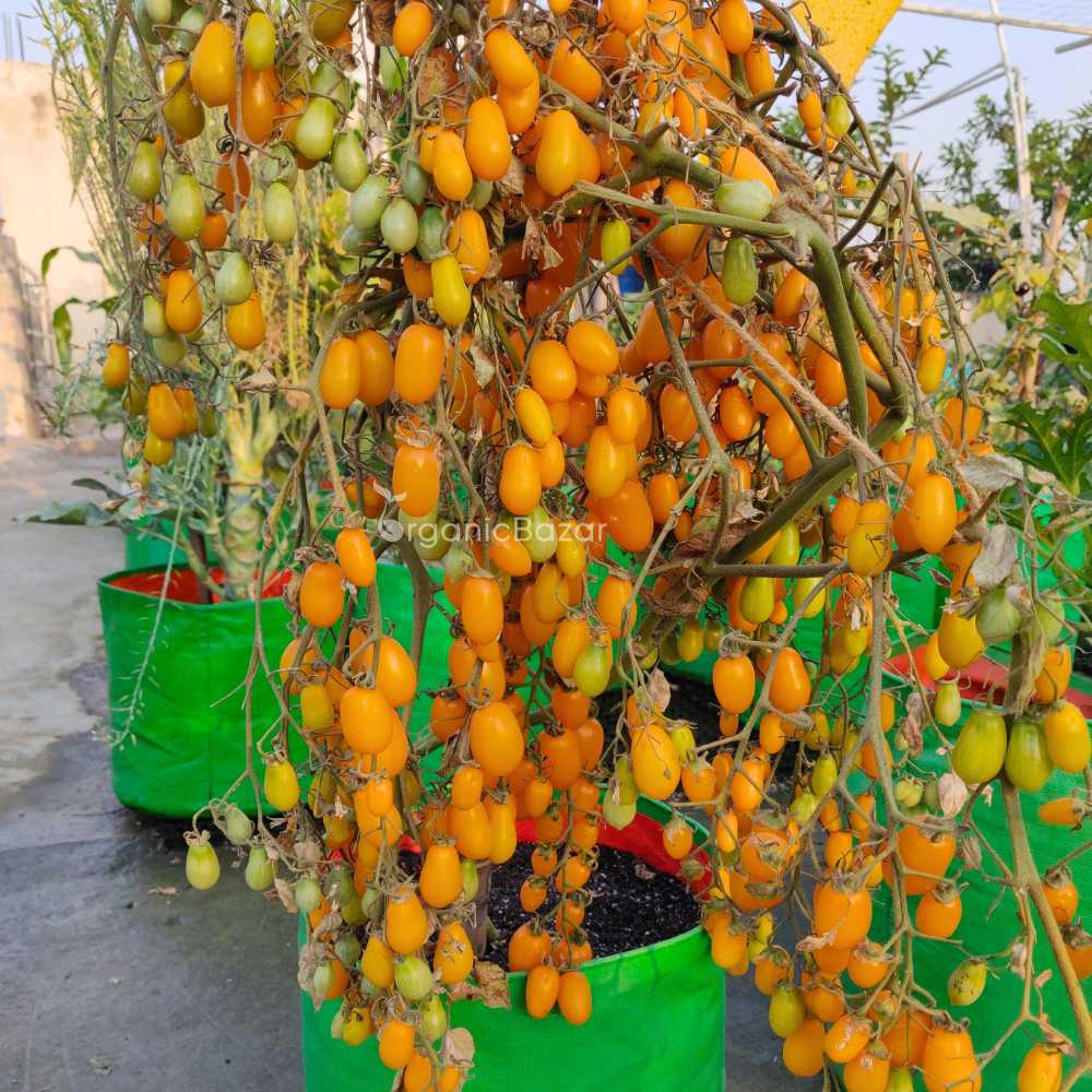 Yellow Grapes Cherry Tomato Seeds (F1 Hybrid) - 30 Seeds (Tamatar/टमाटर के बीज) High Germination/ Easy to Grow/ Ideal for Terrace/Kitchen Gardening - Image 3