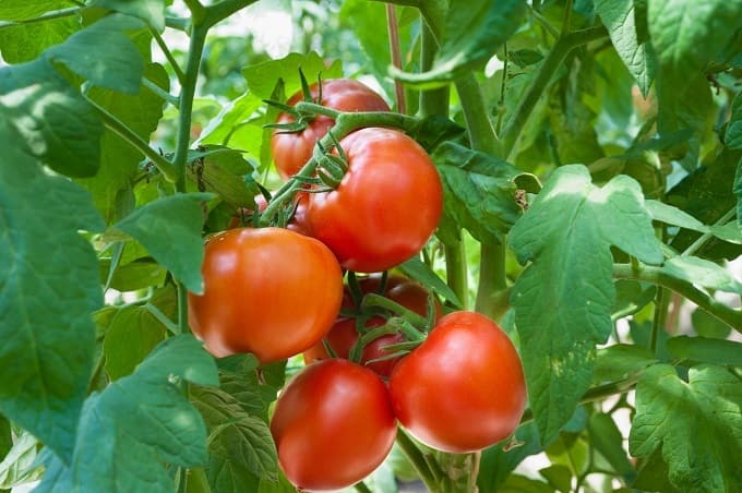 Tomatoes Growing Kit for beginners Grow Your Own Tomatoes - Perfect for Beginners - Image 8