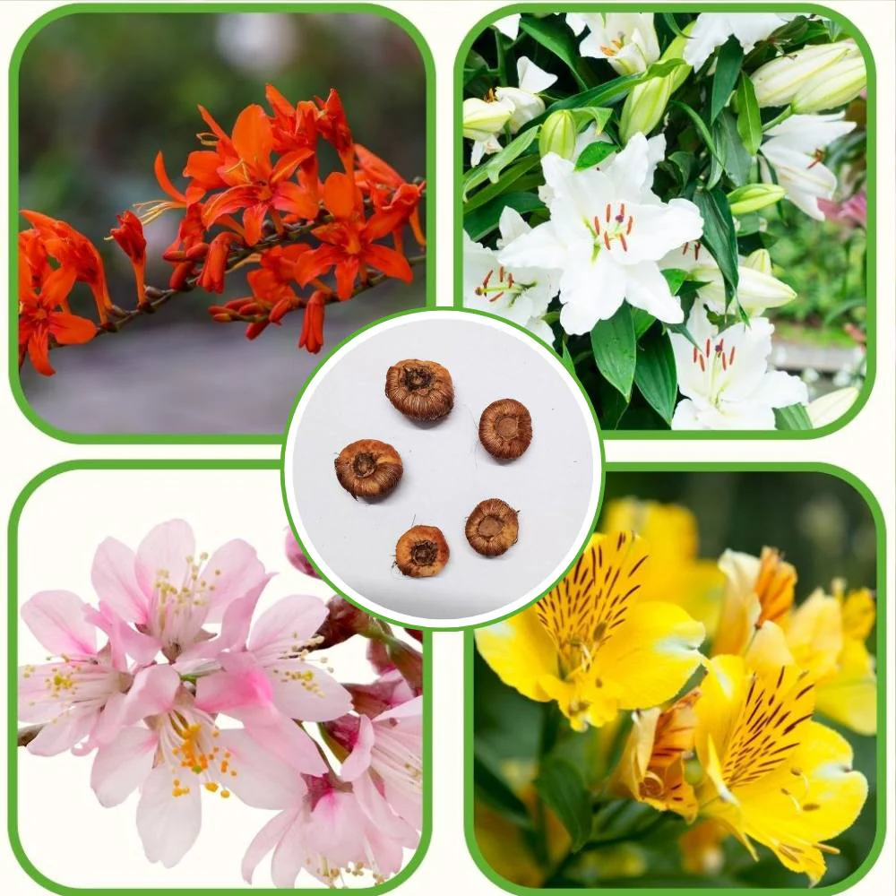 Tritonia Mixed Color Flower Bulbs (05 Bulbs) - Image 2